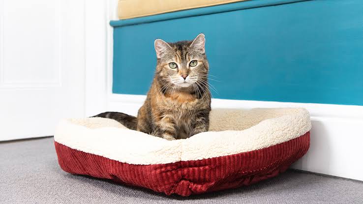 Tips for Introducing a New Cat Bed