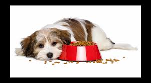 7 Tips for Feeding a Picky Dog 7 Tips for Feeding a Picky Dog
