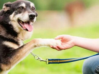 7 Ways to Keep Your Dog Mentally Sharp