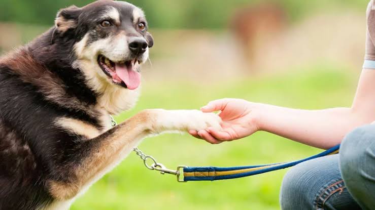 7 Ways to Keep Your Dog Mentally Sharp