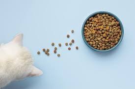 8 Tips for Choosing the Right Cat Food