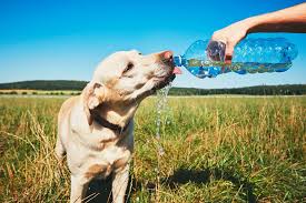 5 Signs Your Dog Is Overheating 5 Signs Your Dog Is Overheating