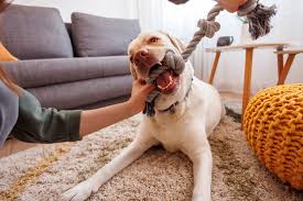 10 Ways to Exercise Your Dog Indoors 10 Ways to Exercise Your Dog Indoors