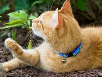 The Best Cat Collars for Safety and Style