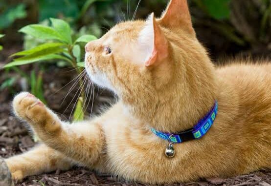 The Best Cat Collars for Safety and Style The Best Cat Collars for Safety and Style