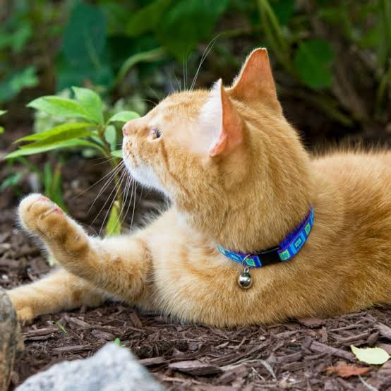 The Best Cat Collars for Safety and Style