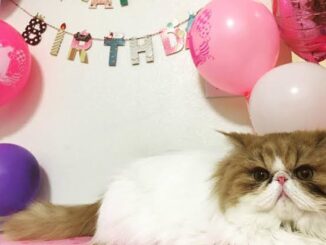 5 Fun Ways to Celebrate Your Cat’s Birthday