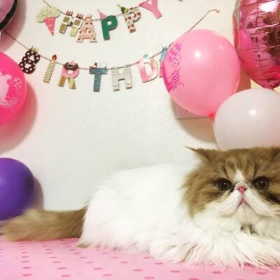 5 Fun Ways to Celebrate Your Cat’s Birthday