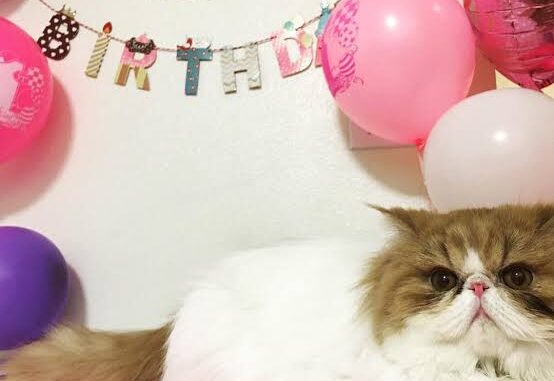 5 Fun Ways to Celebrate Your Cat’s Birthday