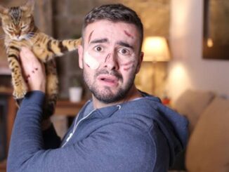 How to Train Your Cat to Stop Scratching You
