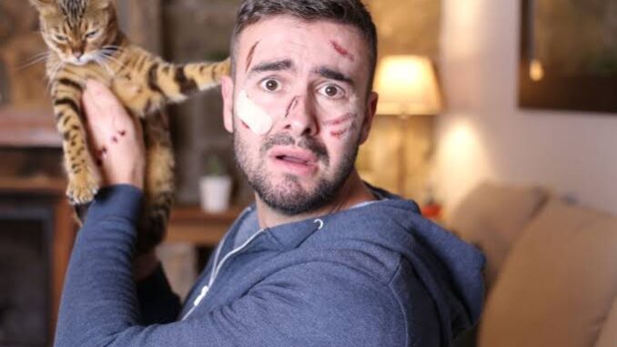 How to Train Your Cat to Stop Scratching You How to Train Your Cat to Stop Scratching You