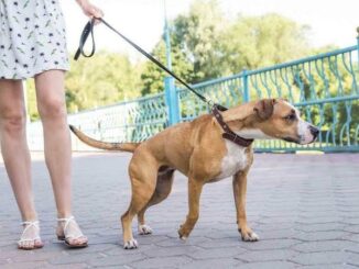10 Tips for Walking a Reactive Dog