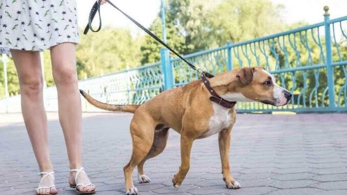 10 Tips for Walking a Reactive Dog 10 Tips for Walking a Reactive Dog