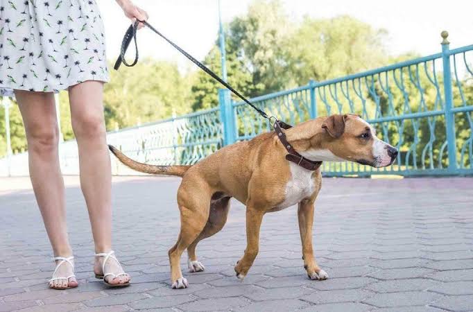 10 Tips for Walking a Reactive Dog