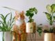 The Best Indoor Plants That Are Safe for Cats