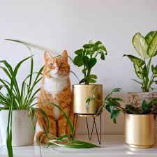 The Best Indoor Plants That Are Safe for Cats The Best Indoor Plants That Are Safe for Cats