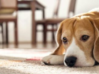How to Train a Dog to Be Home Alone