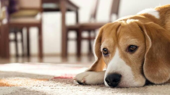 How to Train a Dog to Be Home Alone How to Train a Dog to Be Home Alone