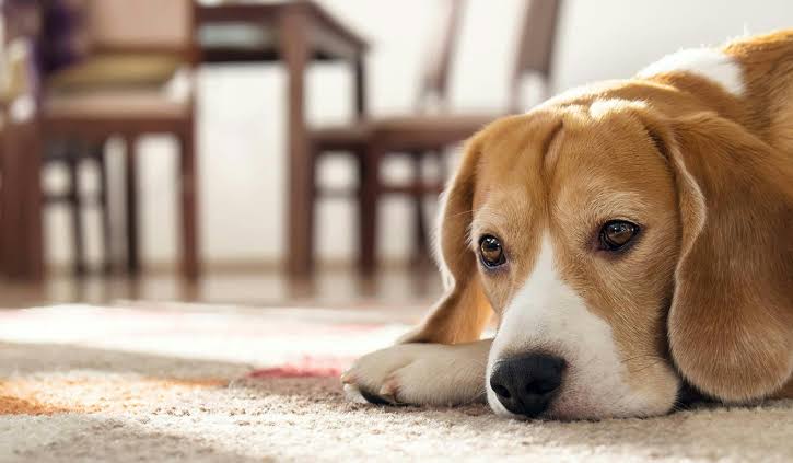 How to Train a Dog to Be Home Alone