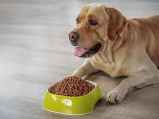The Best Dog Foods for Weight Management