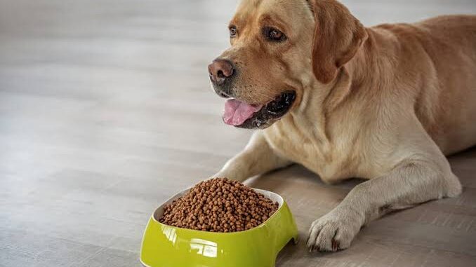 The Best Dog Foods for Weight Management The Best Dog Foods for Weight Management
