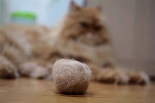 How to Prevent Hairballs in Cats How to Prevent Hairballs in Cats