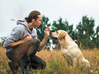 5 Dog Training Myths You Should Ignore
