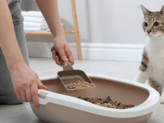 The Best Eco-Friendly Cat Litter Options