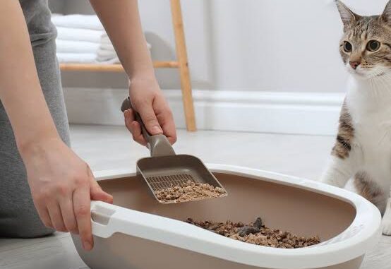 The Best Eco-Friendly Cat Litter Options The Best Eco-Friendly Cat Litter Options