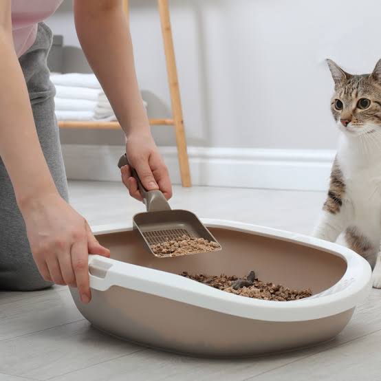 The Best Eco-Friendly Cat Litter Options