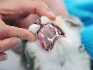 How to Keep Your Cat’s Teeth Clean