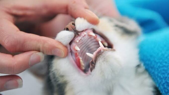 How to Keep Your Cat’s Teeth Clean How to Keep Your Cat’s Teeth Clean