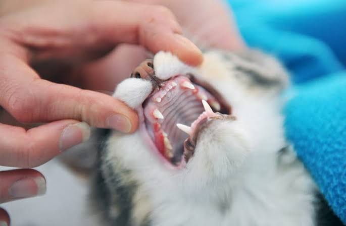 How to Keep Your Cat’s Teeth Clean