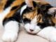 How to Spot Dehydration in Cats