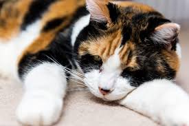 How to Spot Dehydration in Cats