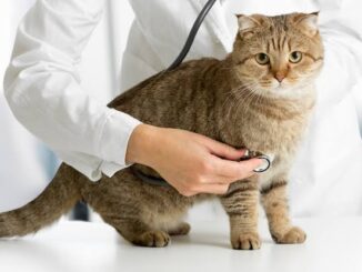 5 Signs Your Cat Needs a Vet Visit
