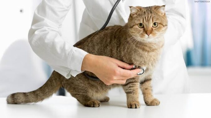 5 Signs Your Cat Needs a Vet Visit 5 Signs Your Cat Needs a Vet Visit