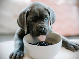The Best Dog Foods for High Energy Breeds