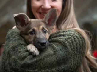 How to Build a Strong Bond with Your Rescue Dog