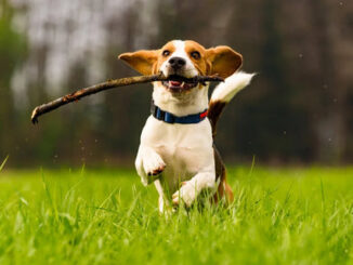 5 Ways to Boost Your Dog’s Immune System