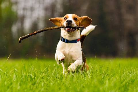 5 Ways to Boost Your Dog’s Immune System 5 Ways to Boost Your Dog’s Immune System
