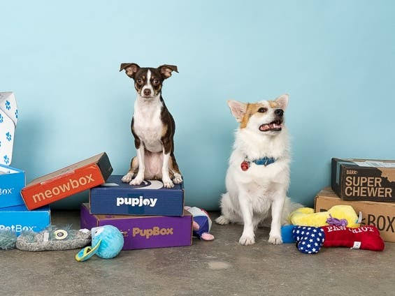 Top Pet Subscription Boxes for Dogs and Cats