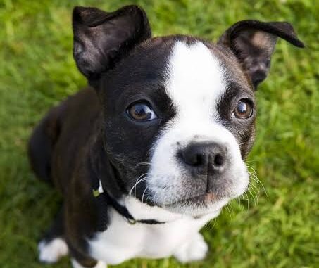 The Best Dog Breeds for Small Homes The Best Dog Breeds for Small Homes