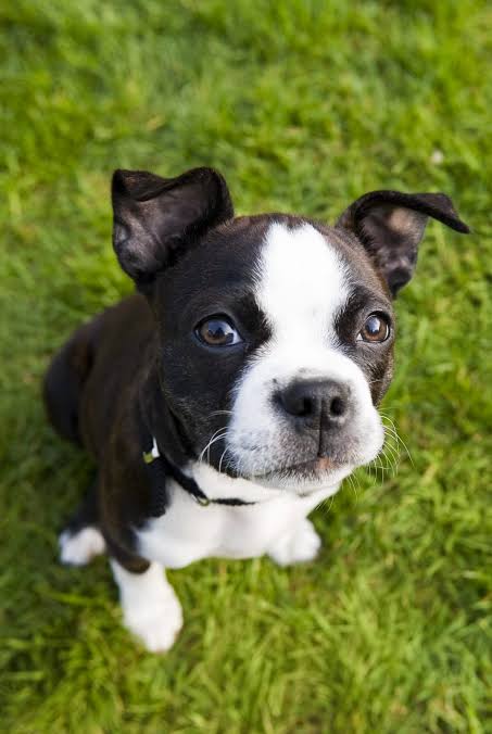 The Best Dog Breeds for Small Homes