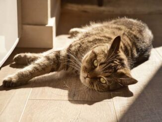 Why Cats Love Sunbathing And Is It Safe?