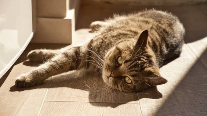 Why Cats Love Sunbathing And Is It Safe? Why Cats Love Sunbathing And Is It Safe?