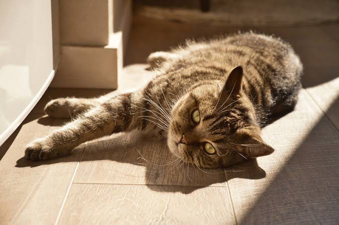 Why Cats Love Sunbathing And Is It Safe?