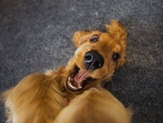 How to Teach Your Dog to Stay Calm Around Guests