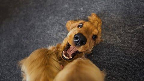 How to Teach Your Dog to Stay Calm Around Guests How to Teach Your Dog to Stay Calm Around Guests
