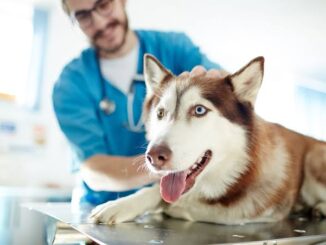 How to Create a Budget Friendly Pet Care Routine